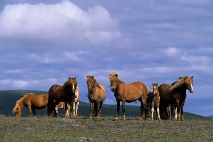 Iceland, Icelandic Horses