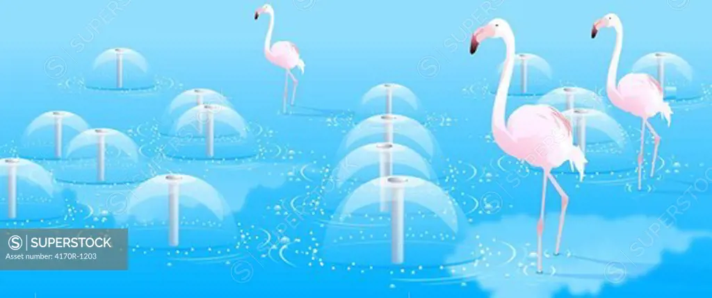 Three flamingo walking in water