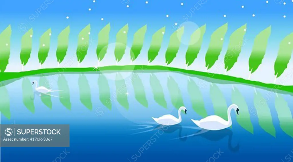 Three swans swimming in a pond