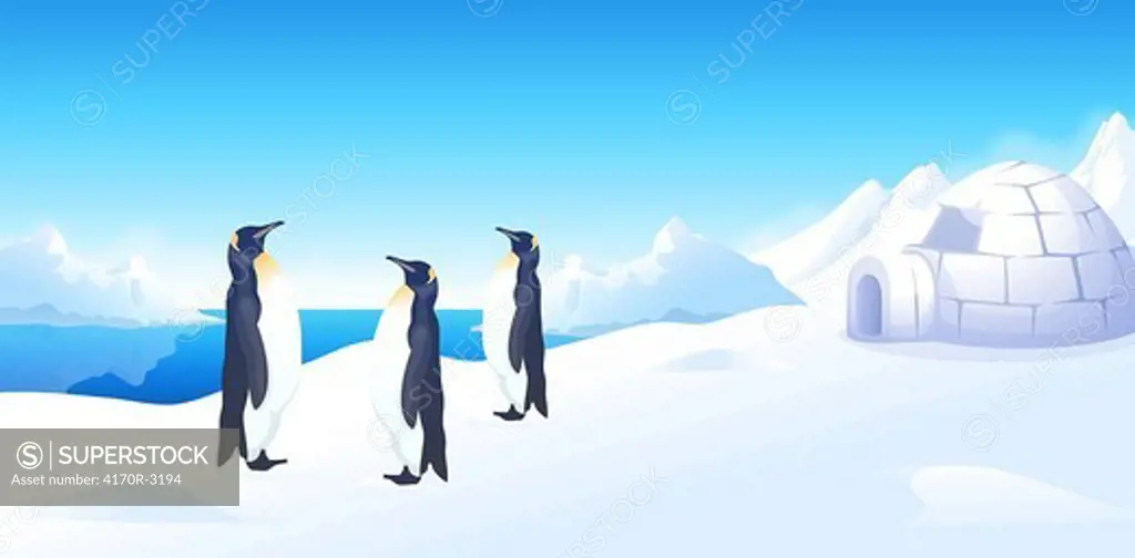 Three penguins standing near an igloo