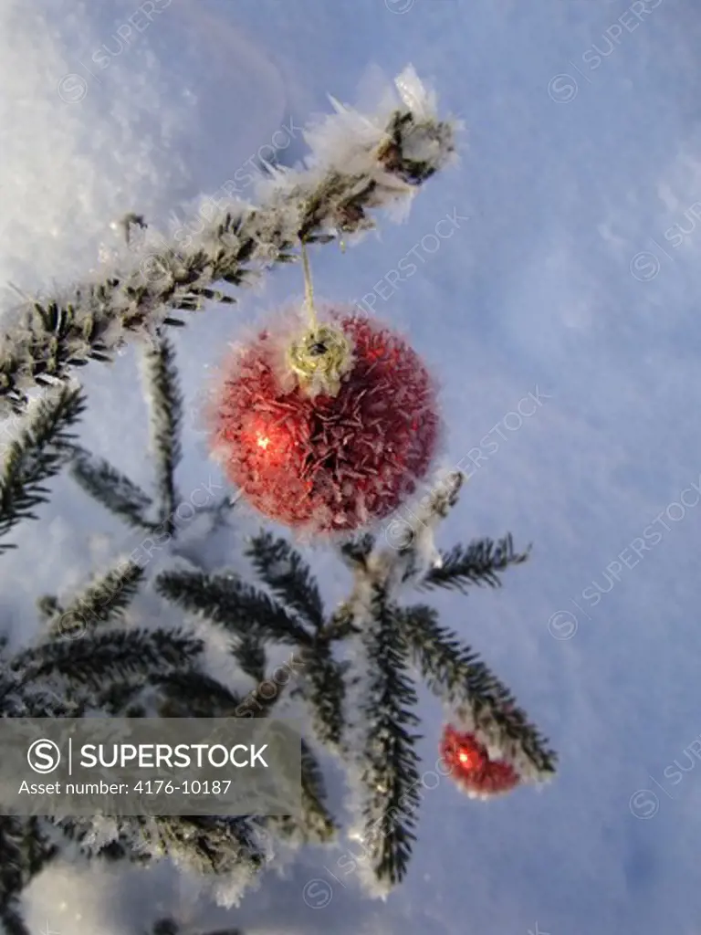 Frozen Christmas tree. Sweden