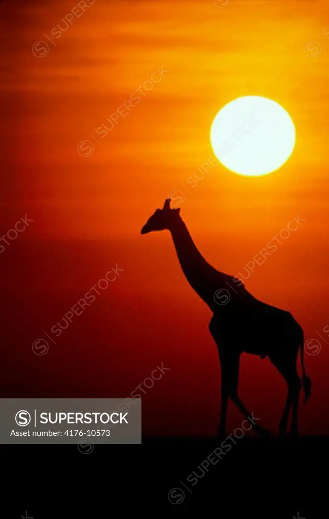 Silhouetted giraffe at sunset