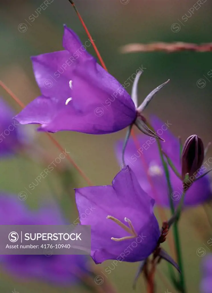 Close-up of bluebell flowers (Campanula rotundifolia)