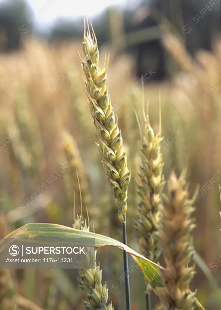 Close-up detail of wheat plants