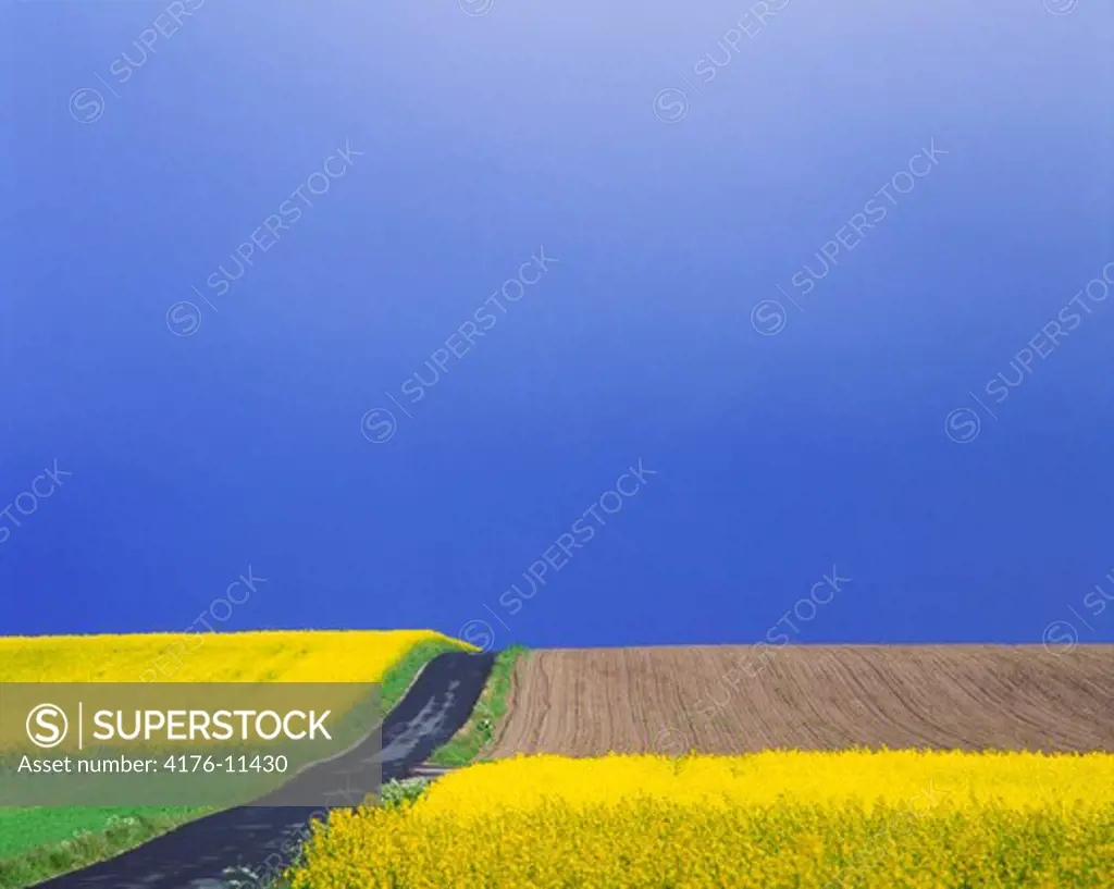 Panoramic view of an oilseed rape field