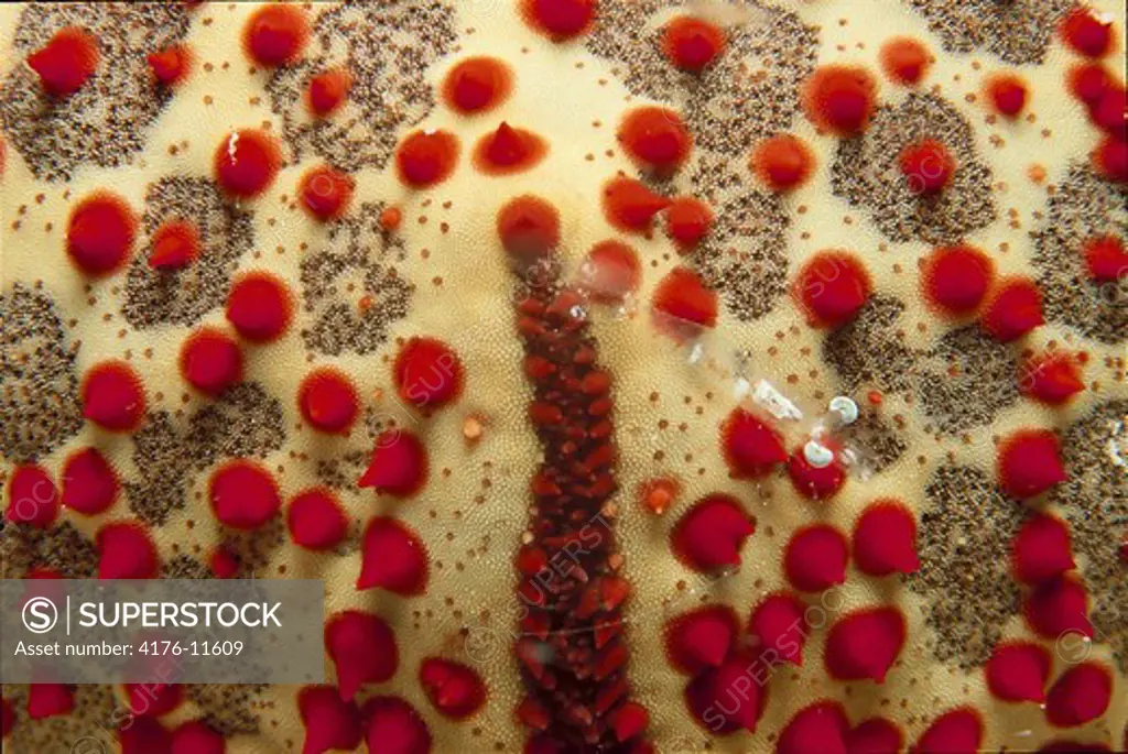 Close up of a tropical fish with red spots