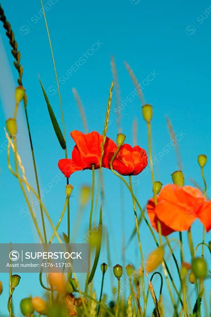 Closeup detail of poppies against blue sky