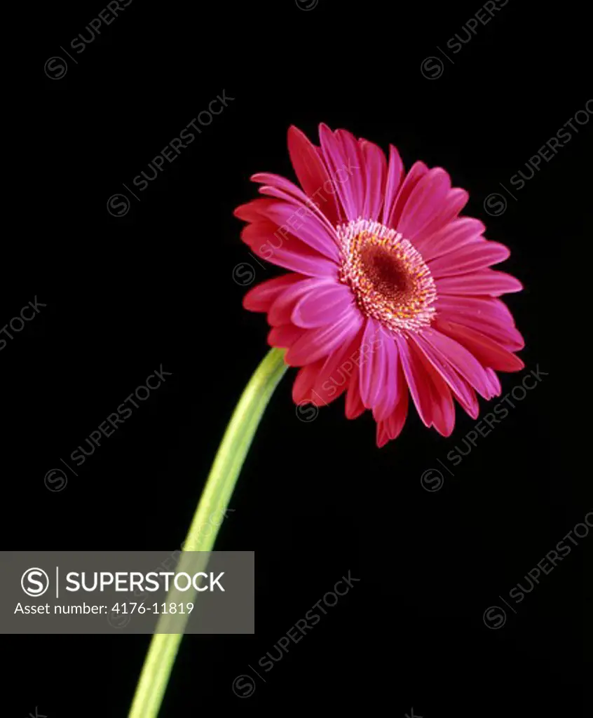 Close-up of a Gerbera Daisy flower