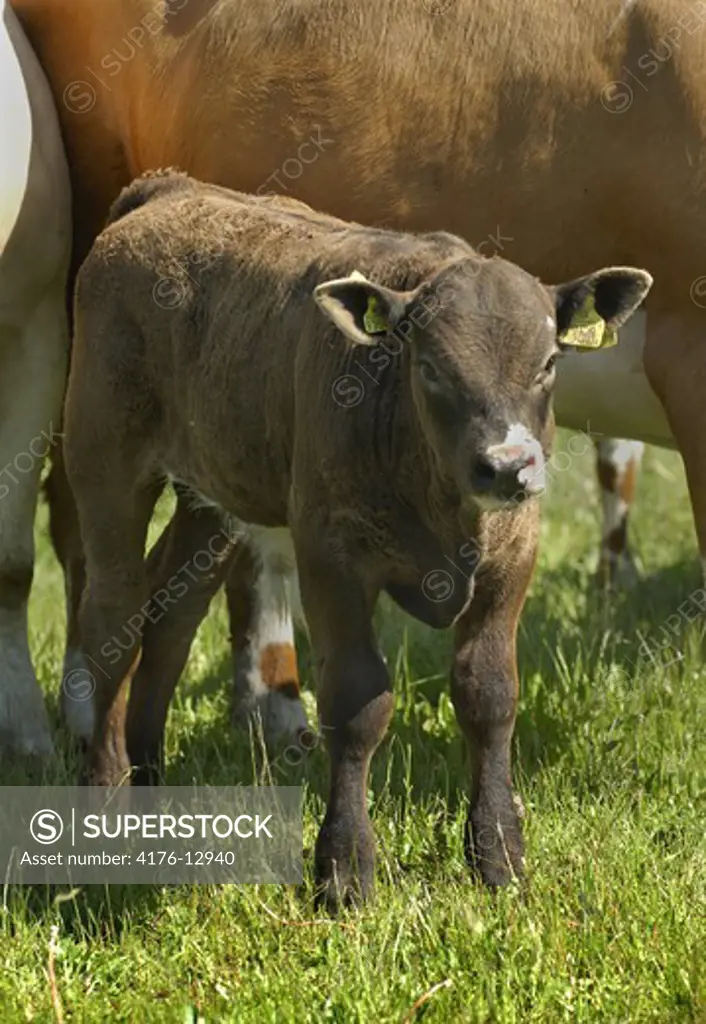 Front view of a calf with ear tags