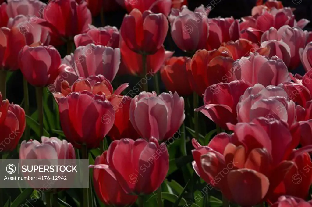 Blooming red tulips flowers in detail
