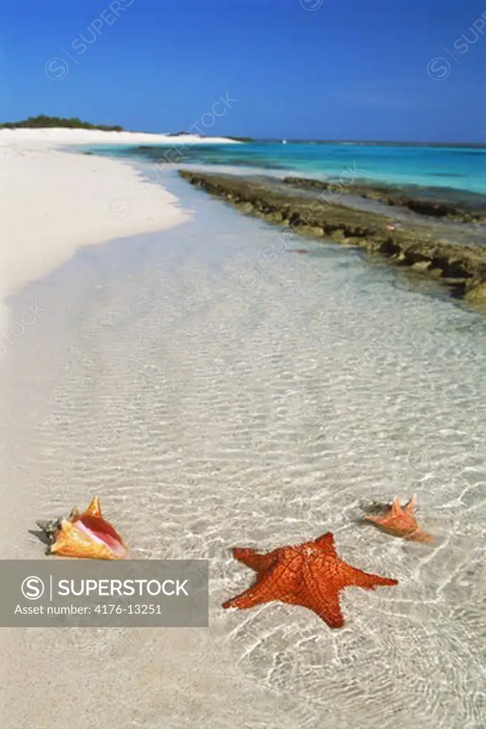 Starfish and seashells on Tortuga Island beach in Los Roques archipelago in Caribbean off Venezuala