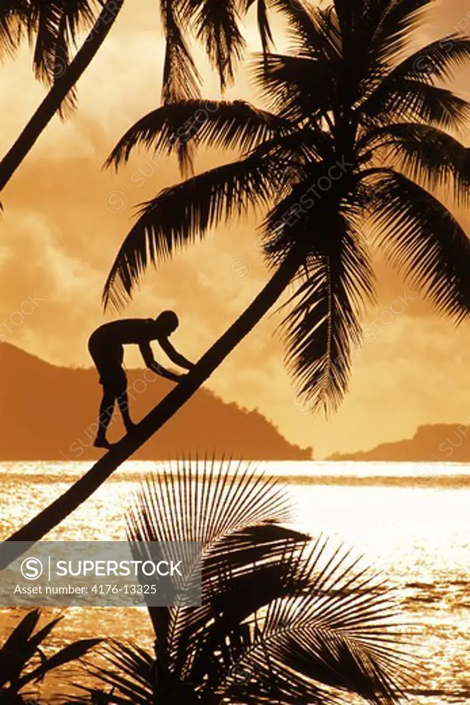 Man climbing tall palm tree on La Digue Island at sunset with Praslin Island beyond