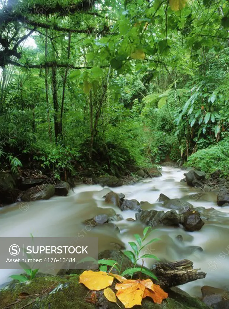 Stream in rain forest jungle on St. Lucia Island in West Indies