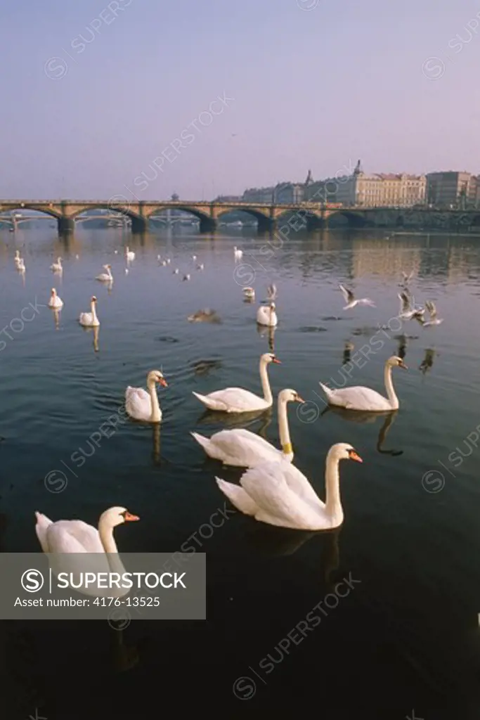 Swans on Vltava River with Charles Bridge in Prague. Czech Republic