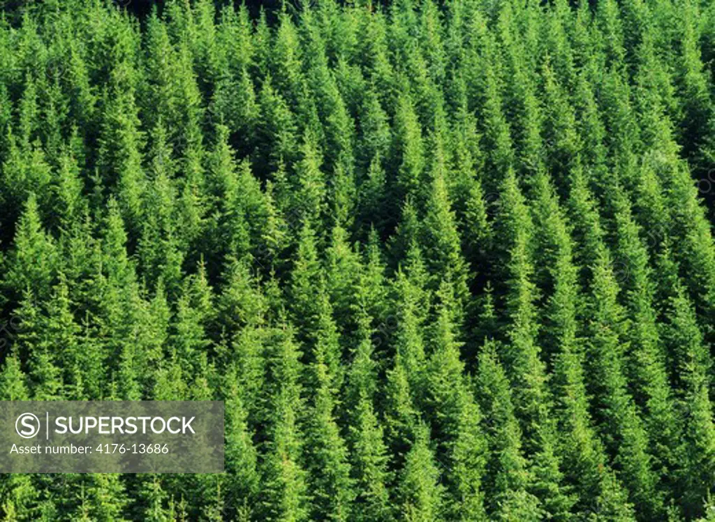 Aerial view of evergreen forest of fir trees on Olympic Peninsula in Washington, USA