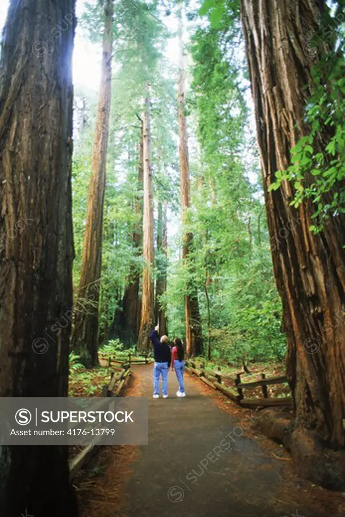 Couple in Muir Woods among Giant Sequoia trees in Marin County, California