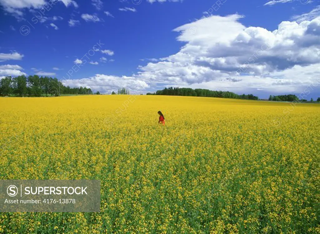 Woman in field of yellow rape in Sweden under blue skies