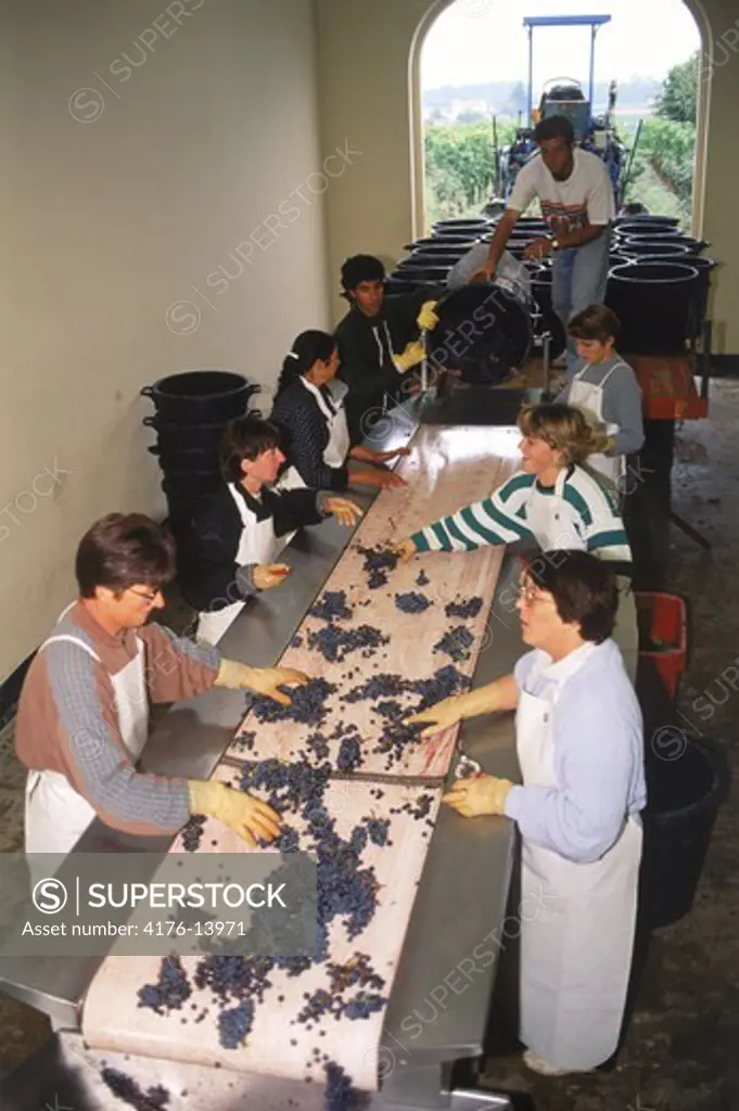 Workers selecting and sorting grapes at chateau near St. Emilion during harvest season or ""vendange"" in France
