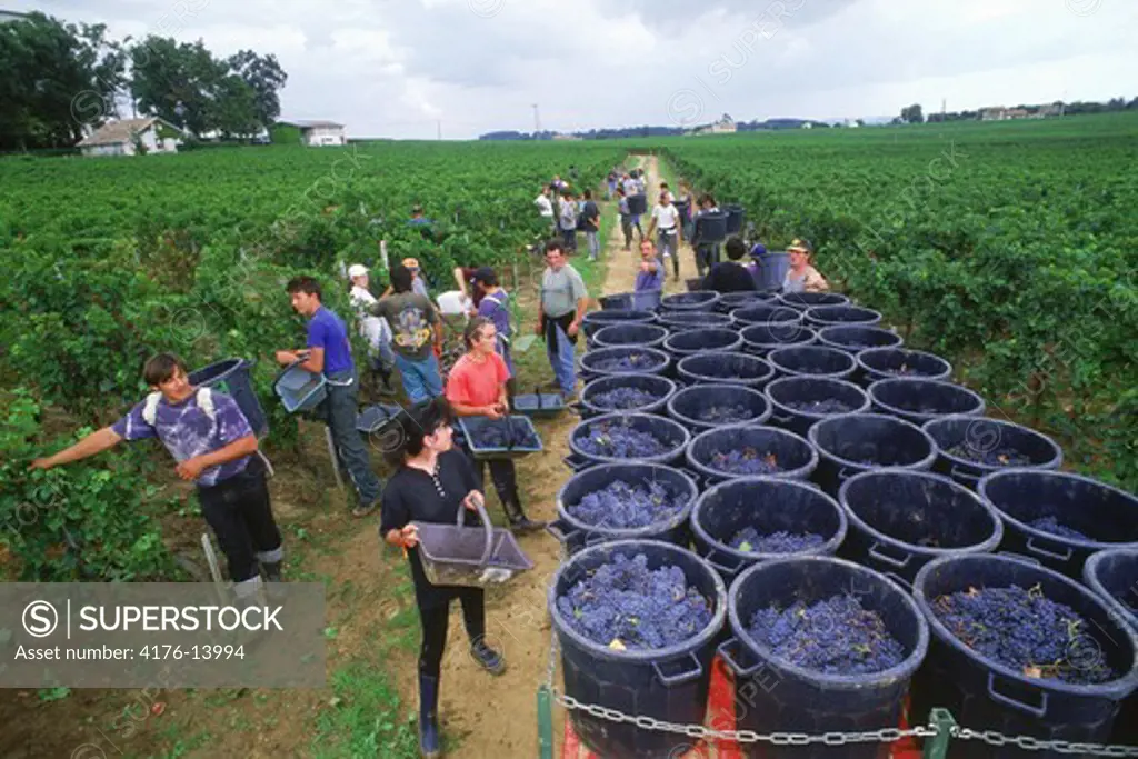 Harvesting grapes (vendange) near village of St. Emilion in Bordeaux Region of France