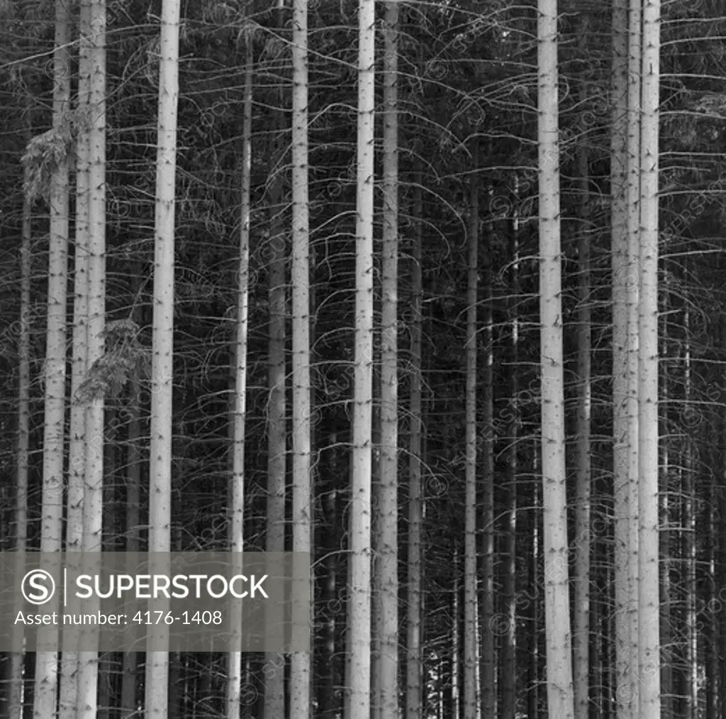 Straight spruce trees in a planted forest, Sweden