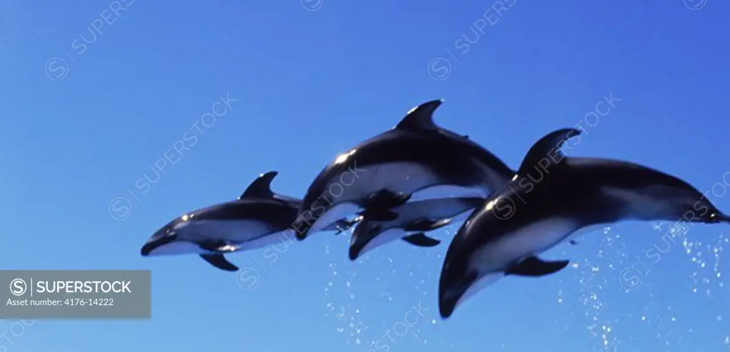 Four bottle nosed dolphin (Tursiops truncatus) in flight