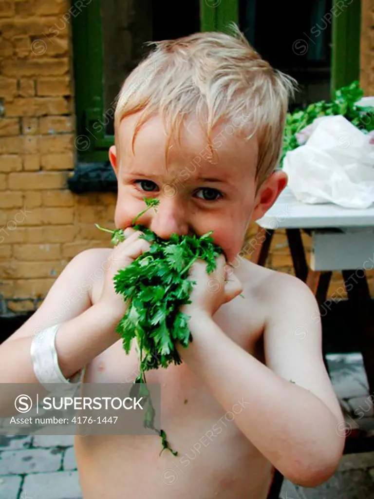 Portrait of a boy eating cilantro leaves