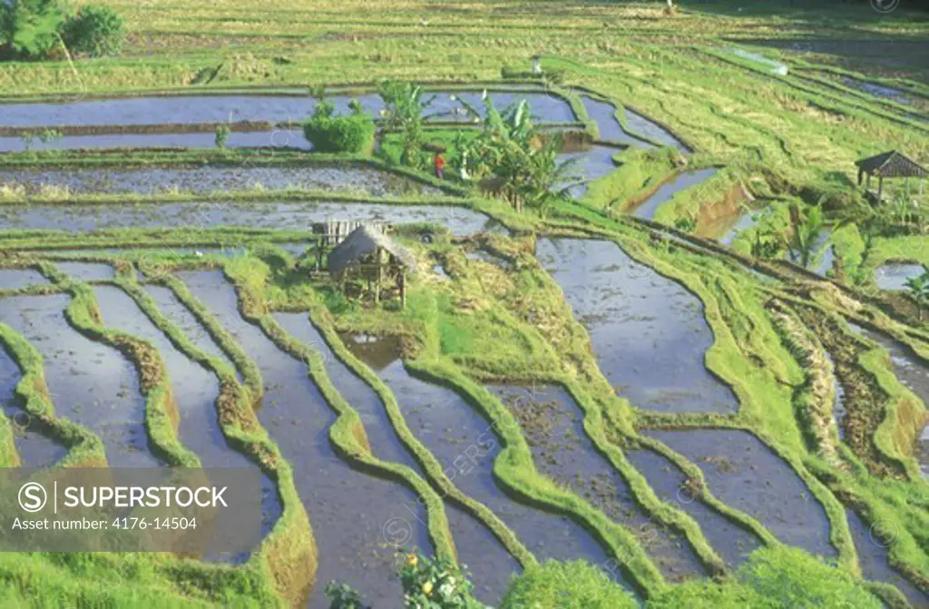 INDONESIA BALI RICE PADDIES