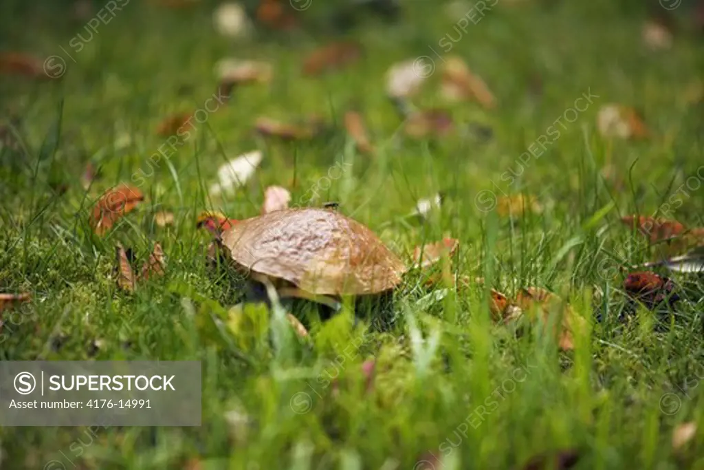A mushroom in Reykjavik in autumn, Iceland