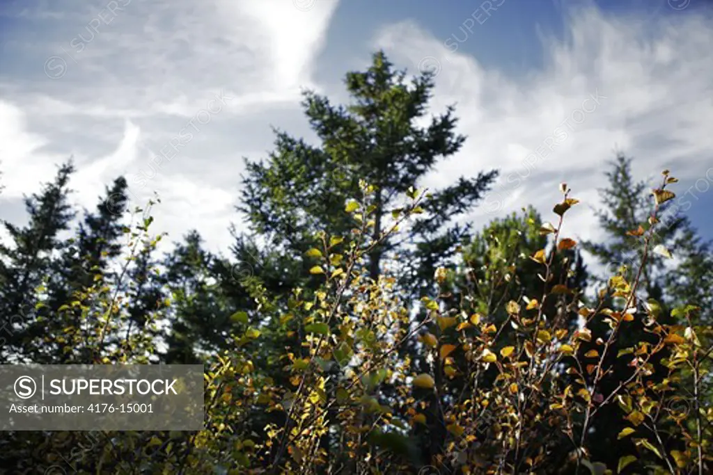 Firtrees and autumn leaves in Reykjavik, Iceland