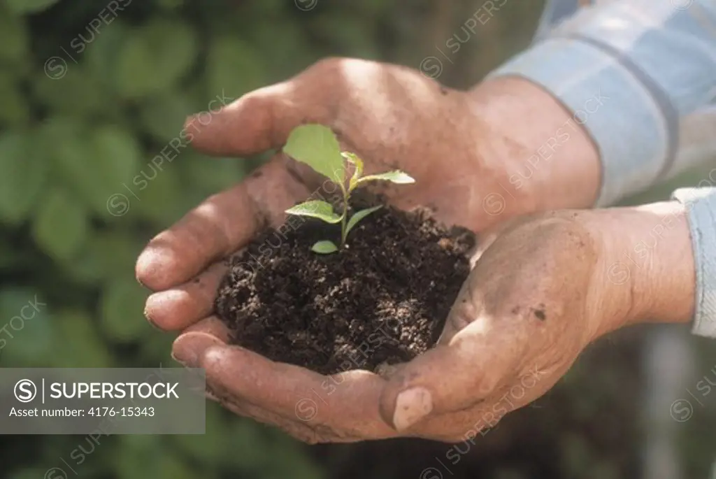 HANDS HOLDING A PLANT.