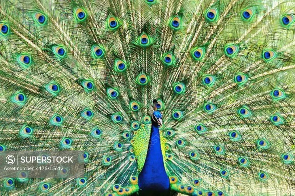 Front view peacock Pavo cristatus with tail