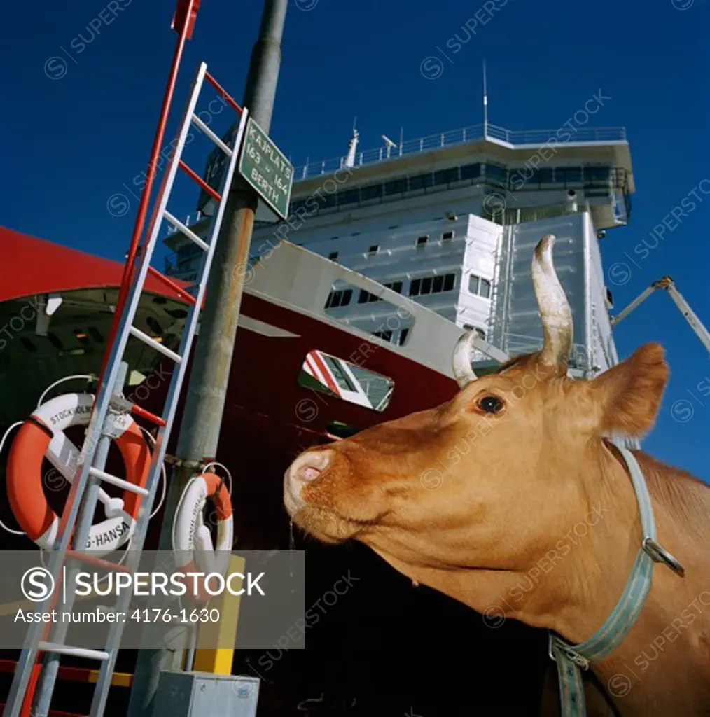 A bull by a ship