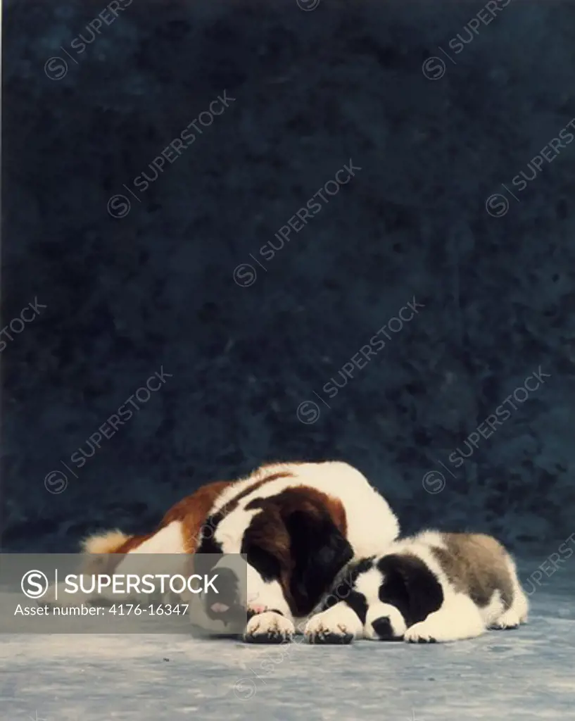 Dog and puppy resting