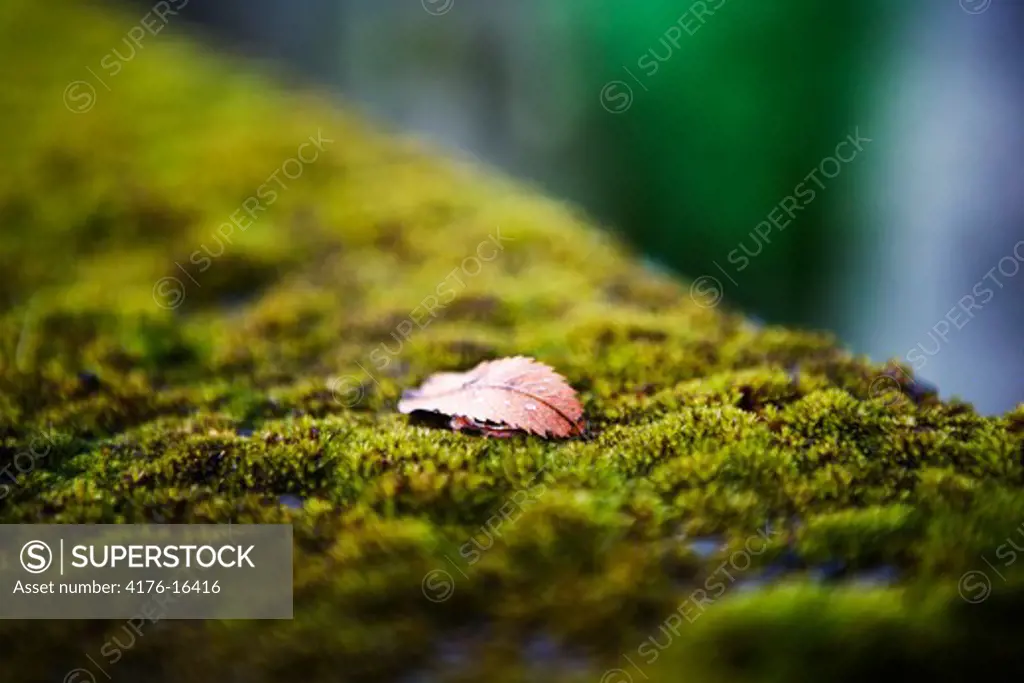 An autumn leaf lying in moss, Iceland
