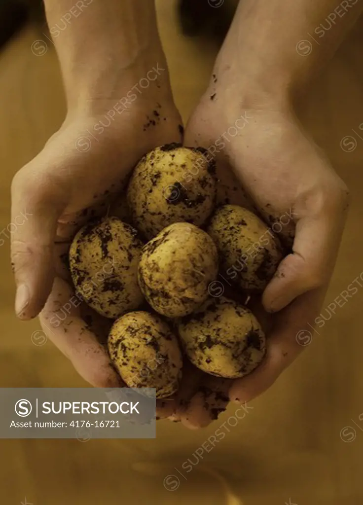 Overhead view of hands full of fresh picked potatoes