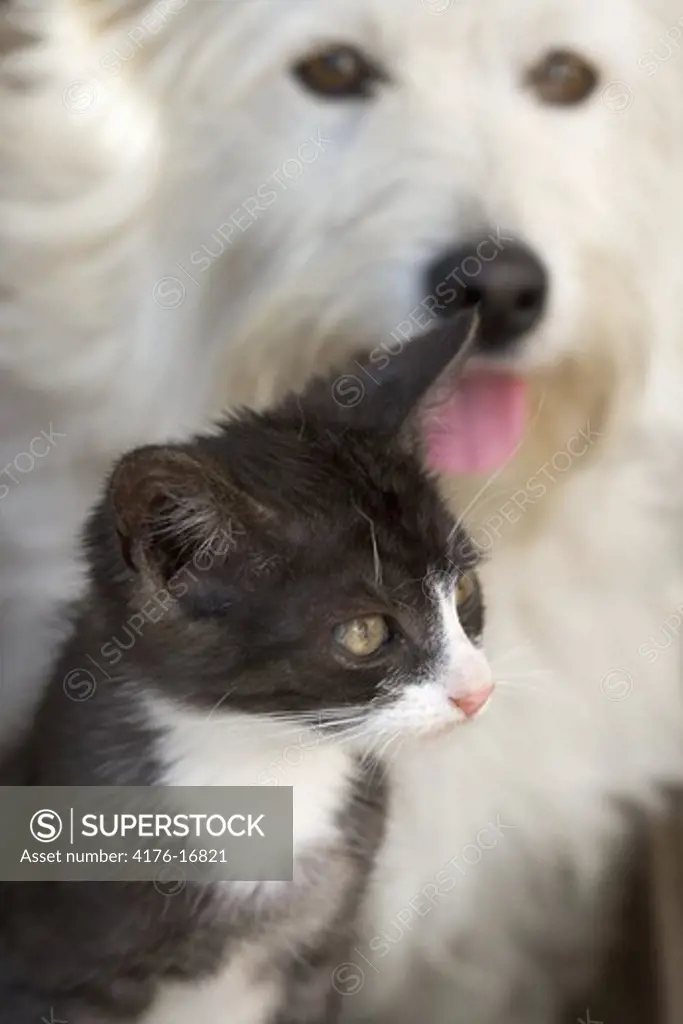 ANIMAL FRIENDS CAT AND DOG