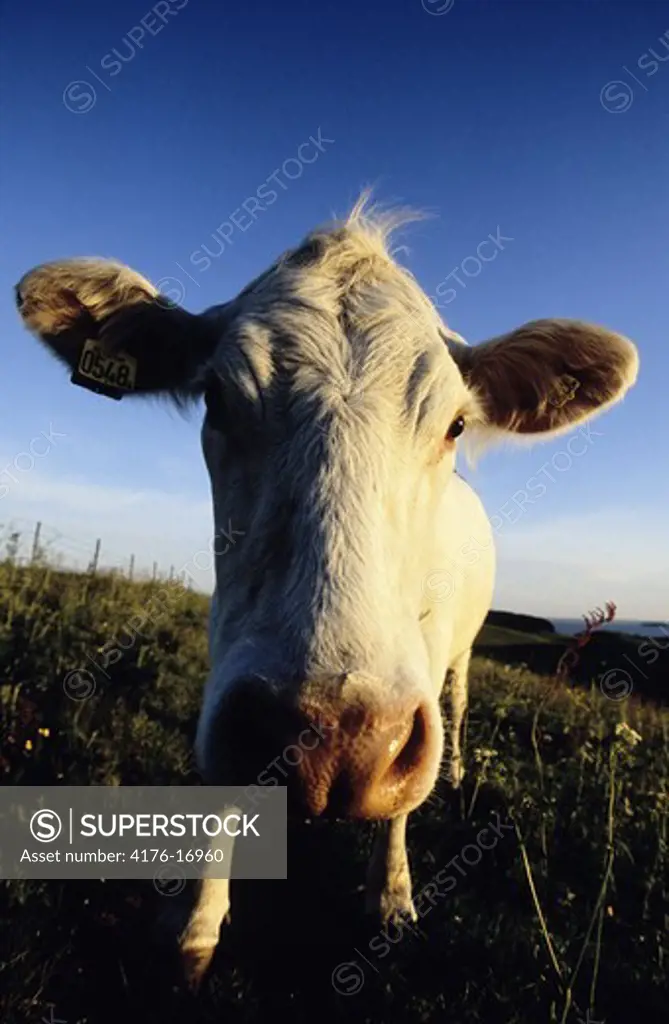 Close up shot of a cow's face