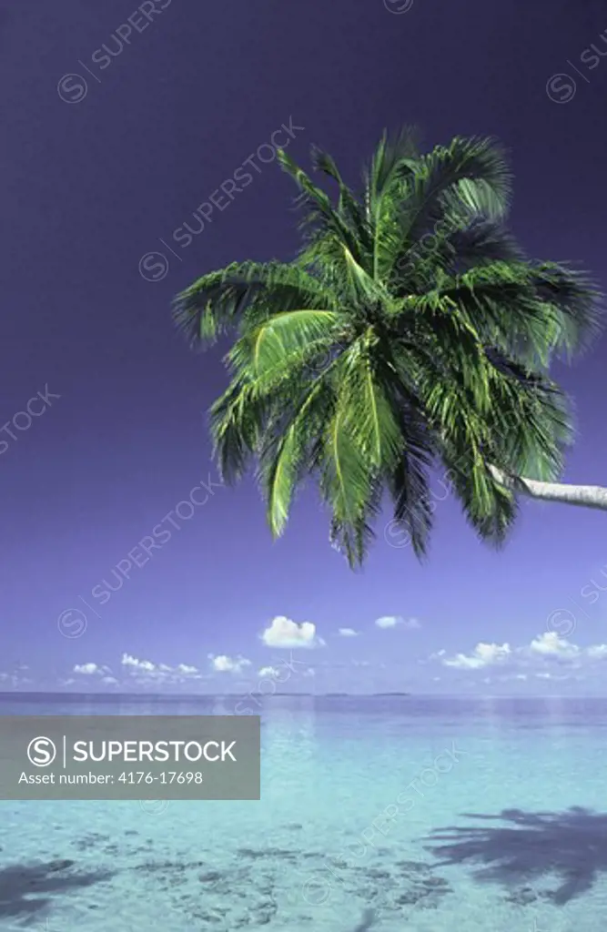 MALDIVE ISLANDS INDIAN OCEAN PALM TREE AND INDIAN OCEAN
