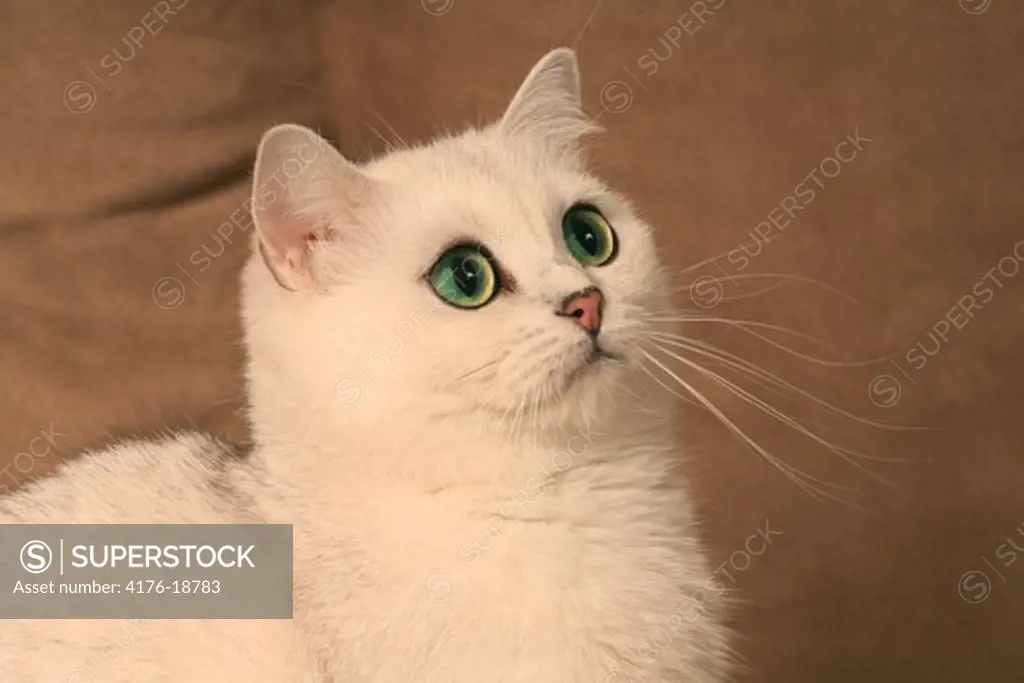 Close-up view of a white cat looking up