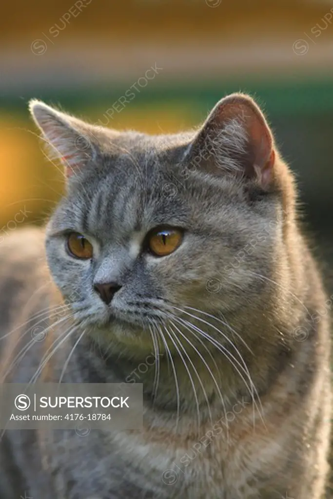 Portrait of a brown cat looking away from camera