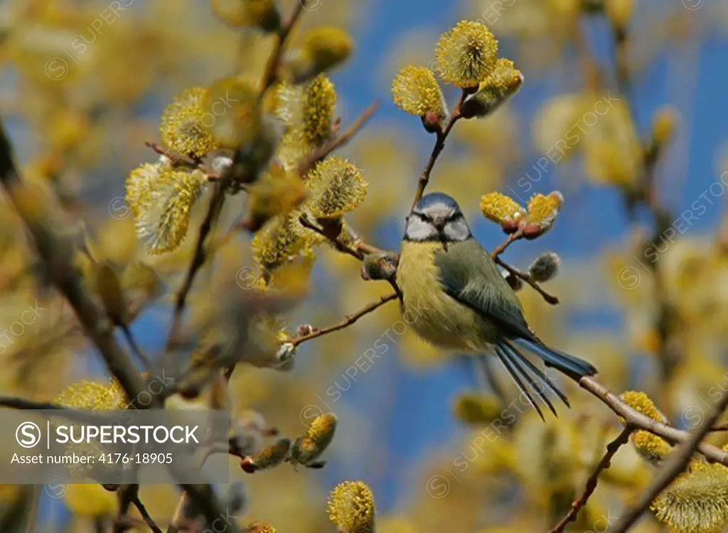 Bird perching on a twig among blooming yellow flowers