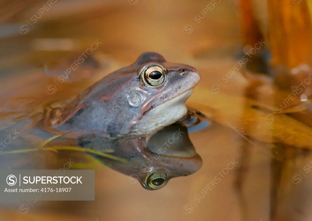Close-up of a frog looking out of on water
