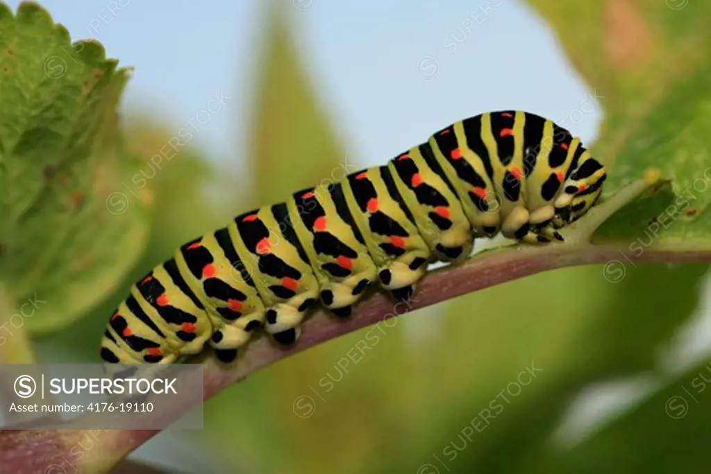 Close-up view of a caterpillar crawling on stem