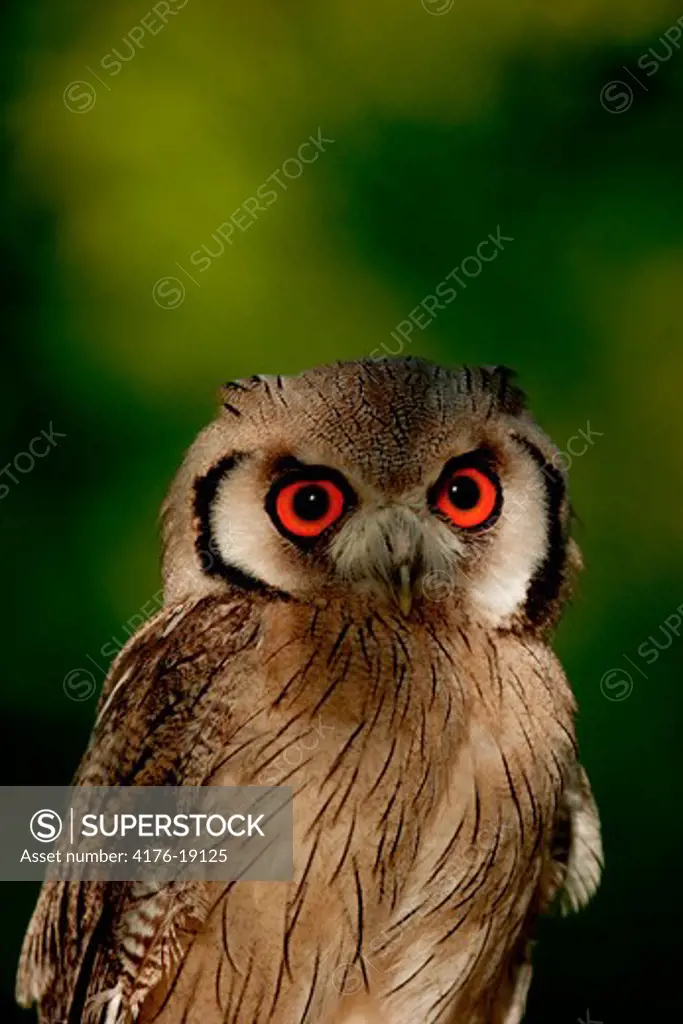 Close-up of an owl, Kenya