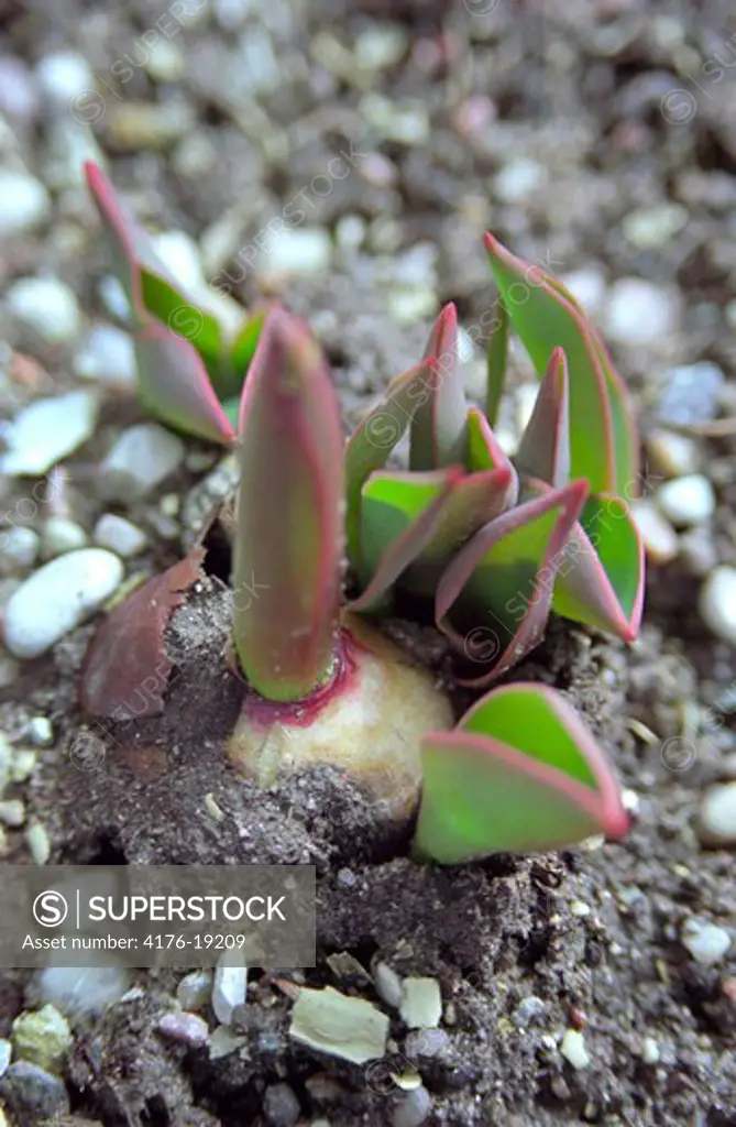 High angle view of an onion plant growing in mud