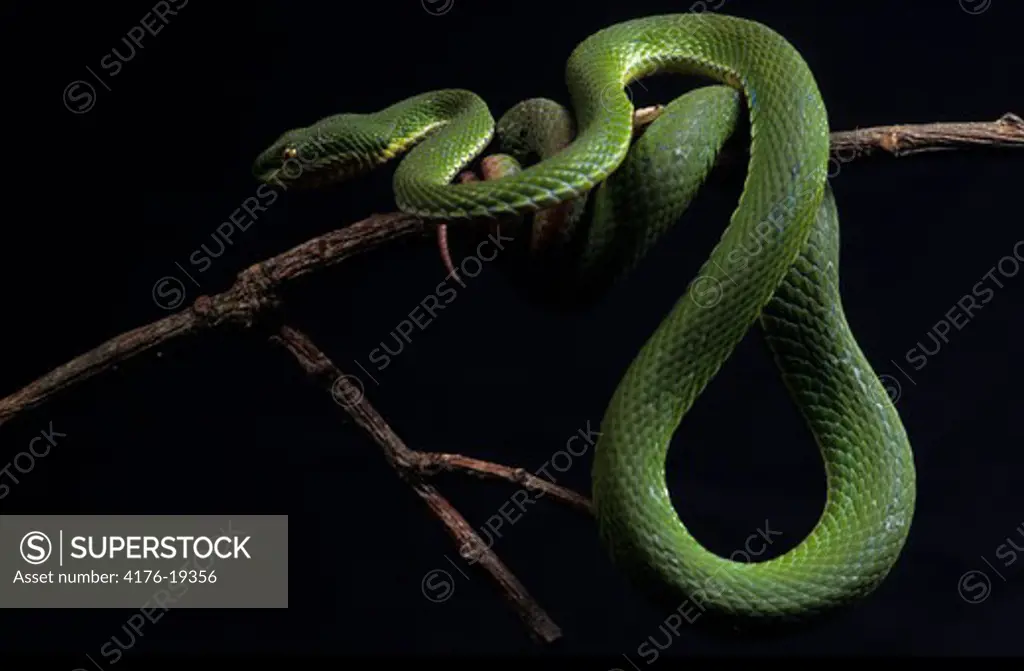 Close up view of a green snake