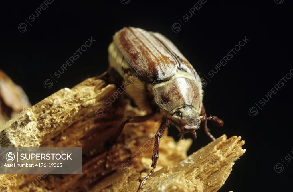 Closeup detail of a cockroach sitting on wood