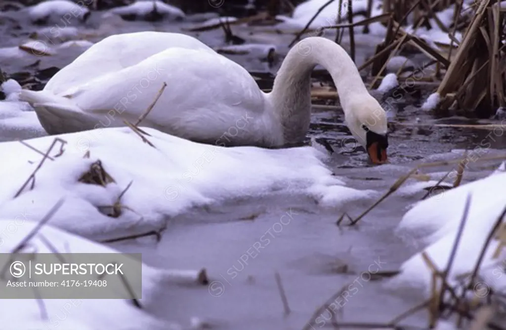A white duck drinking water