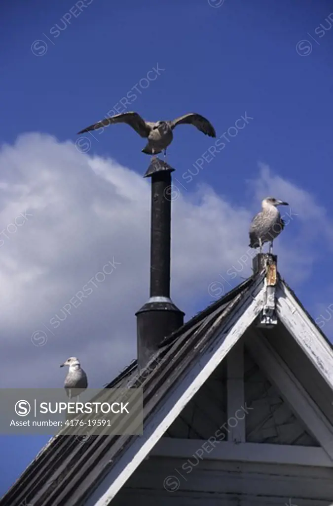 Birds perched on a roof