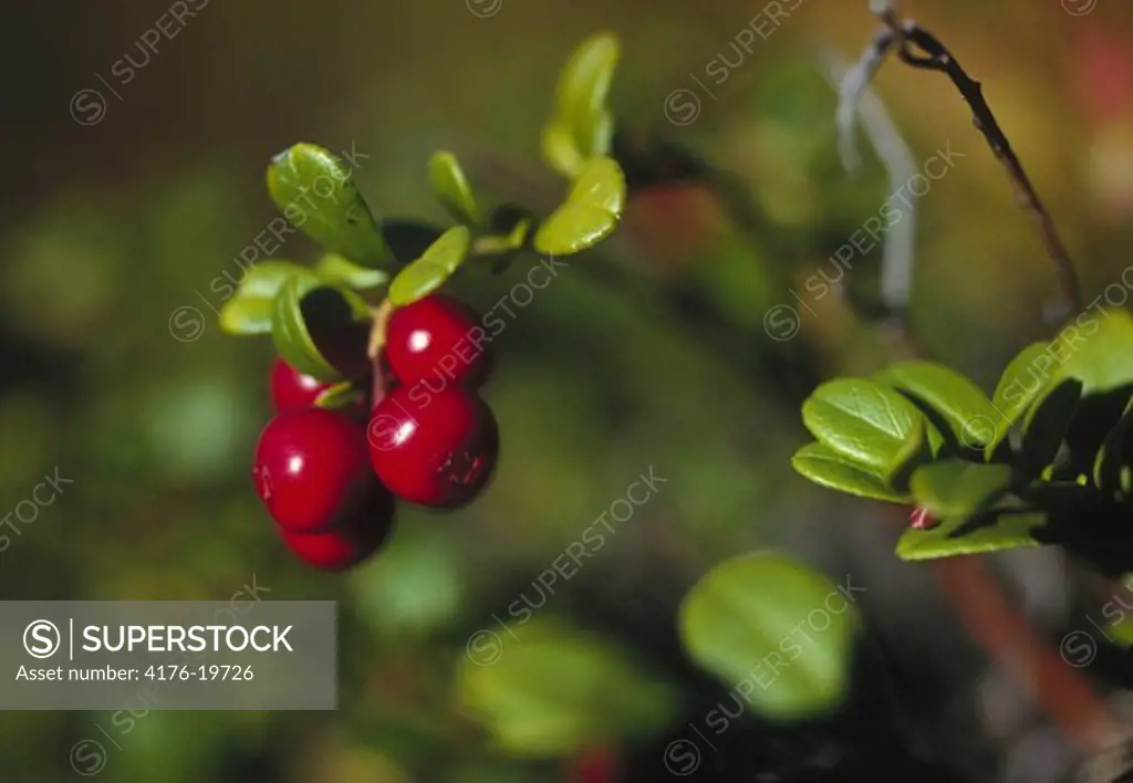 Ripen red berries on tree in a closeup shot